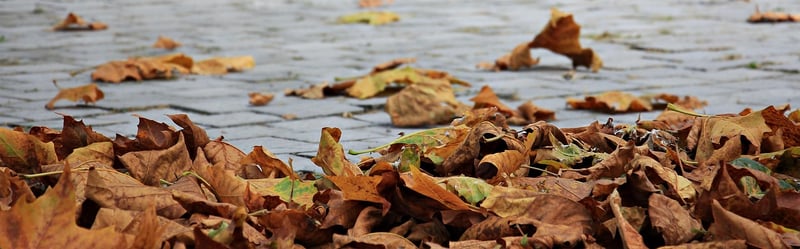 Autumn Delights
