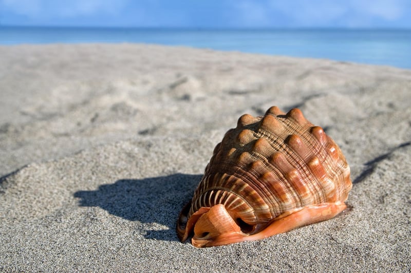 Clams