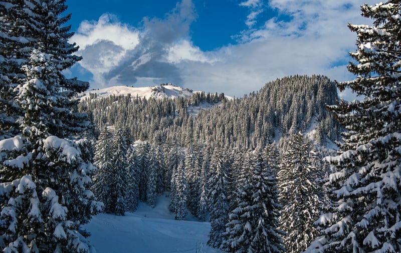 Winter Landscape